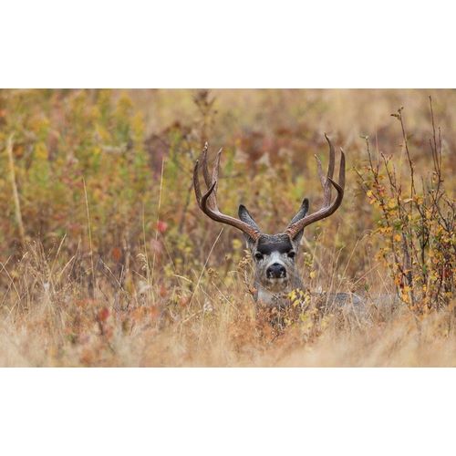 Mule Deer Buck-autumn sprinkle